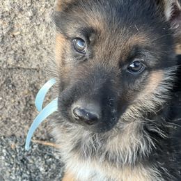 Boy 4 pick - Black and tan male German Shepherd puppy in La Salle, Colorado from Pure Heart German shepherds