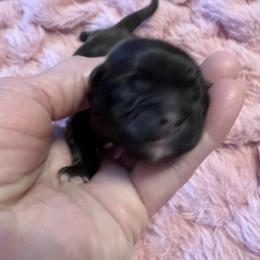 Blue Collar - Sammy - Black and white male Shorkie puppy in Mays Landing, New Jersey from Fancy Paws Shorkies & Shih Tzus