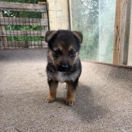 Jupiter - Black and red male German Shepherd puppy in Lake Charlse, Louisiana from Dettaalpha Kennels