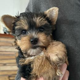 King Kandy - Black and tan male Yorkshire Terrier puppy in Puyallup, Washington from Majestic Mtn Pups