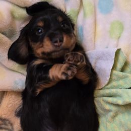 Junior - Black and tan male Dachshund puppy in Ethel, Washington from Mickey's Miracle Doxies