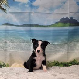 Jamaica - Black and white male Border Collie puppy in Avilla, Indiana from Borderline Kennels
