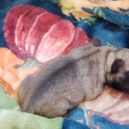 Mr. Green - Fawn male Pug puppy in Gore, Oklahoma from Pugs on Pecan