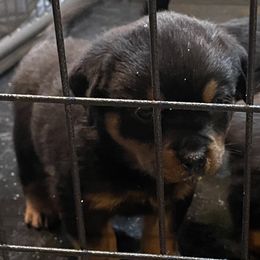 Boy 2 - Rottweiler puppy from Patrick's Pups