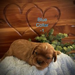 AKC Blue Collar-1 - Ruby male Cavalier King Charles Spaniel puppy in Augusta, Wisconsin from My Little Pups