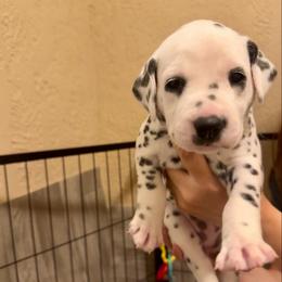 Eowyn - White and black female Dalmatian puppy in Conroe, Texas from Saint Rocco's Dalmatians