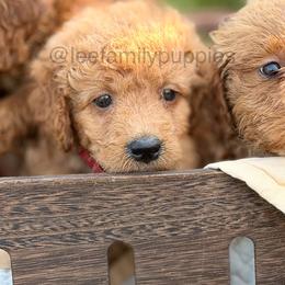 Miniature-2nd pick - Red  male Goldendoodle puppy in Tennessee from Lee Family Puppies