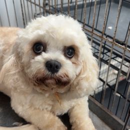 Munchken - Blenheim female Cavachon puppy in Mooresboro, North Carolina from The House of Wiggle Waggle