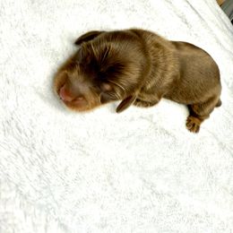 AKC Kit-Kat - Chocolate and tan female Dachshund puppy in Laveen, Arizona from Acosta Kennels