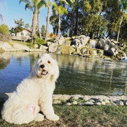 Goldendoodles and Labradoodles from Diaz Doodles