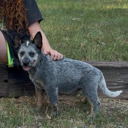 Cello - Blue female Australian Cattle Dog puppy in Devalls Bluff, Arkansas from Coolhand's Australian Cattle Dogs