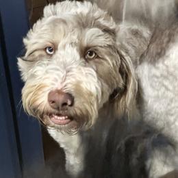 Wrenn - Bernedoodle