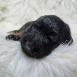 Queso (Brown Collar) - Black and red male German Shepherd puppy in Gig Harbor, Washington from Crescent Lake Shepherds