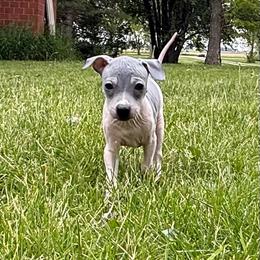 Loki - White and blue male American Hairless Terrier puppy in Buckingham, Illinois from Gaus Hof