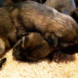 German Shepherd Puppies from Marbany Kennels