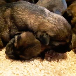 German Shepherd Puppies from Marbany Kennels