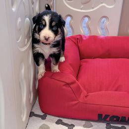 Border Collie Puppies from Garcia Family Farms
