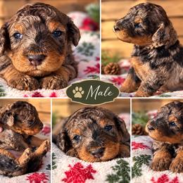 Luigi - Gray male Poodle puppy in Athens, Tennessee from Paws & Kisses