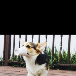 Pembroke Welsh Corgi Puppies from Coyote Creek Corgis