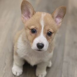 Girl 1 - Red and white female American Corgi puppy in Middleburg, Florida from Mulkeys Little Corgis