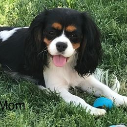Xena - Cavalier King Charles Spaniel