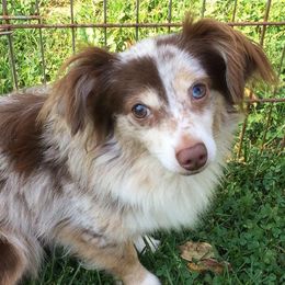 Australian Shepherds and Miniature American Shepherds from Awesome Aussies