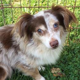 Australian Shepherds and Miniature American Shepherds from Awesome Aussies
