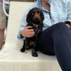 Boykin Spaniel Puppies from Bayhill Boykins