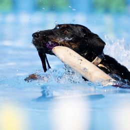 Jagdterriers from Raptor Wrangler Kennels