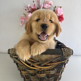 Ms Pink - Golden female Golden Retriever puppy in Moapa, Nevada from Little Bitta Luck Farms