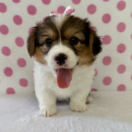 Pembroke Welsh Corgi puppies from Happily Ever After Corgis