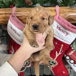 Yellow - Golden male Golden Retriever puppy in La Salle County, Illinois from UpSouth Golden Retrievers