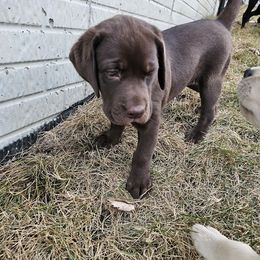 Labrador Retriever Puppies from Walnut Creek English Labs