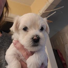 Snookie - White female Havanese puppy in Greensboro, North Carolina from Bella's Babies