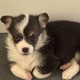 AKC Blue Elephant - Black and tan female Pembroke Welsh Corgi puppy in Summerfield, Florida from Promise Land Farm