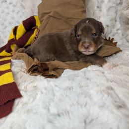 Fred - Red tri male Miniature Australian Shepherd puppy in Bend, Oregon from Wonderland Aussies