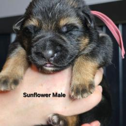 Sunflower - Black and tan male German Shepherd puppy in Tony, Wisconsin from Muddy Acres German Shepherds