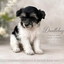 Doodlebug - White and black female Chinese Crested puppy in New Haven, West Virginia from EverCrest
