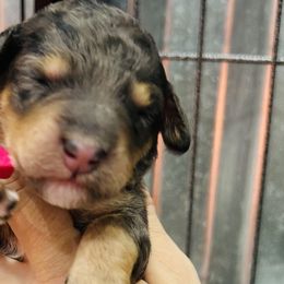 Girl 2 - Blue merle Bernedoodle puppy in Macon County, North Carolina from Mountain Doodles