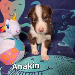 Anakin Skywalker - Red tri-color male Australian Shepherd puppy in Smithfield, Utah from Invictus Farms