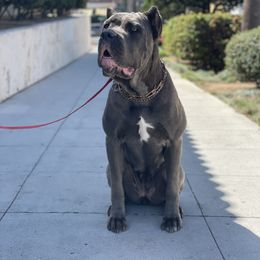 Cane Corso All Grown Up from WesCo Kennels
