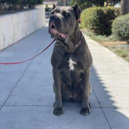 Cane Corso All Grown Up from WesCo Kennels