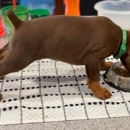 Doberman Pinscher Puppies from Jensen Dobermans