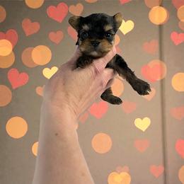 Twinkle - Blue and gold male Yorkshire Terrier puppy in Kendallville, Indiana from Yorkies Kisses
