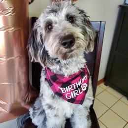 Aussiedoodle, Poodle, and Sheepadoodle All Grown Up from Iowa's Doodle Co.
