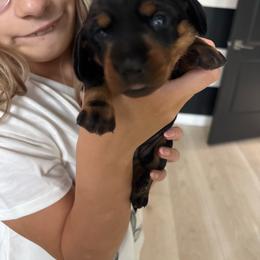 Cleo - Black and tan female Dachshund puppy in Tomball, Texas from Gutierrez House of Doxies