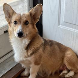 Echo - Pembroke Welsh Corgi
