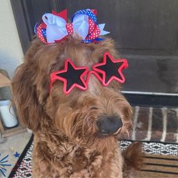 Cupcake - Goldendoodle