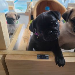 Pug Puppies from Lil'Farm Pugs