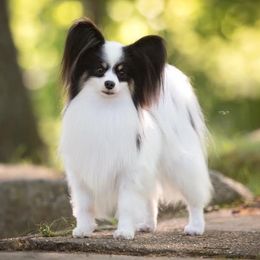 Tango - Papillon